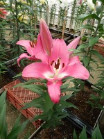 [5215 Berlingo VZ No01.JPG]